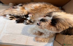 Shih Tzu dogs for sale: 5 gorgeous Shih Tzu puppies - Image 25