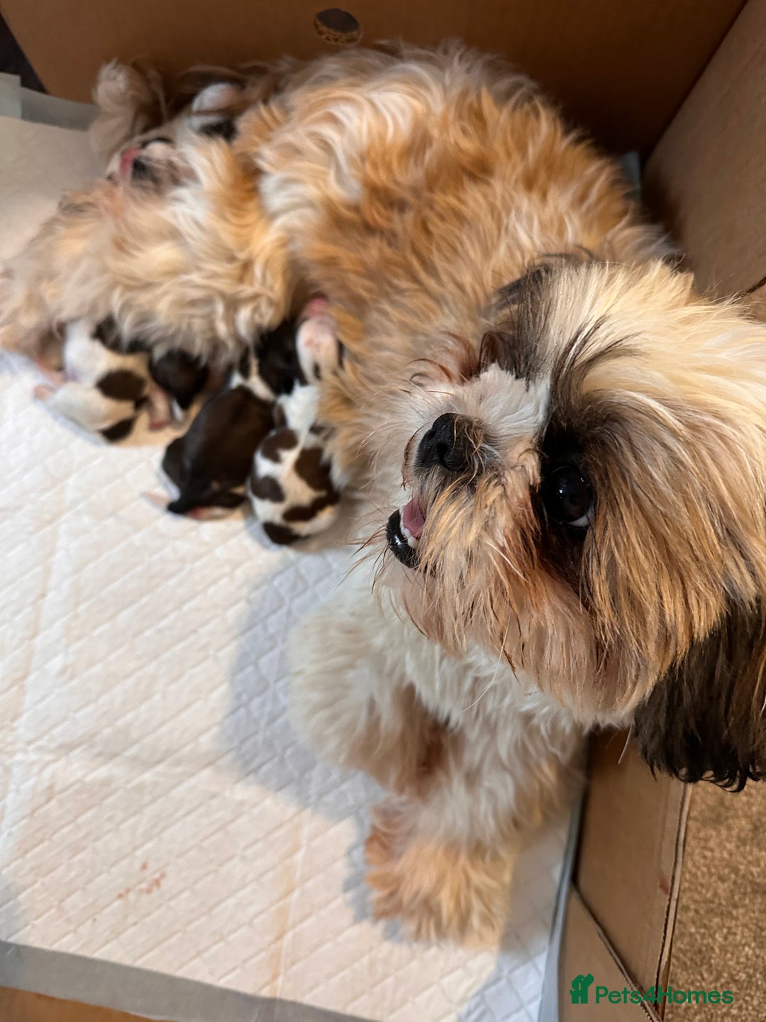 Shih Tzu dogs for sale: 5 gorgeous Shih Tzu puppies - Image 25