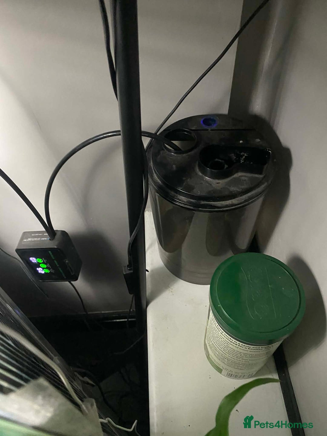 Mixed Breed invertebrates for sale: Two Tree Frogs & Everything Included - Advert 6