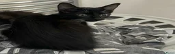 Domestic Shorthair cats for sale: 6 Kittens ready to go ASAP!  in West Drayton - Advert 10