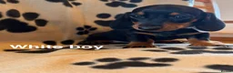 Miniature Dachshund dogs for sale: Beautiful Miniature Dachsund Puppies - Advert 10