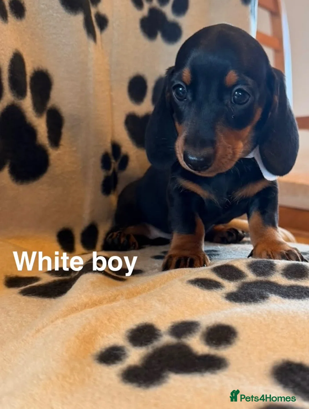 Miniature Dachshund dogs for sale: Beautiful Miniature Dachsund Puppies - Advert 10