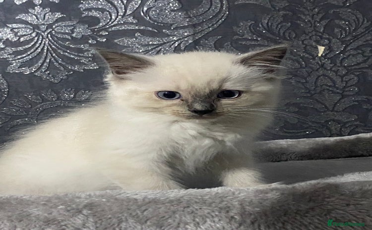 Ragdoll cats - Advert 8