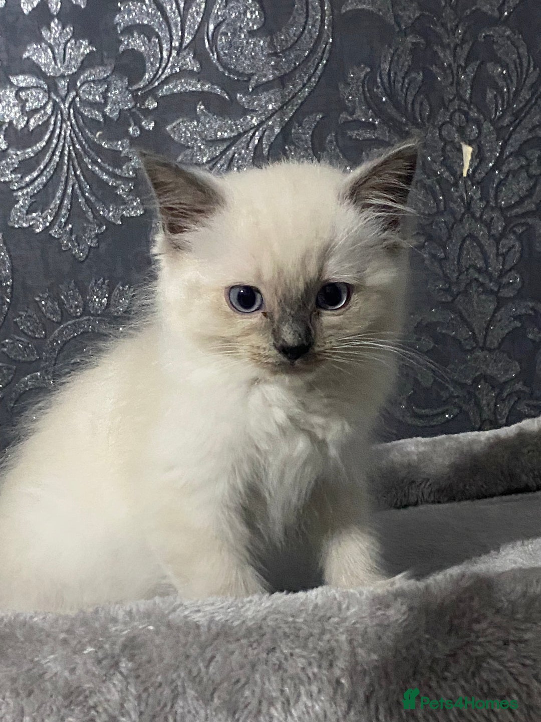 Ragdoll cats for sale: Kittens for sale  - Image 1