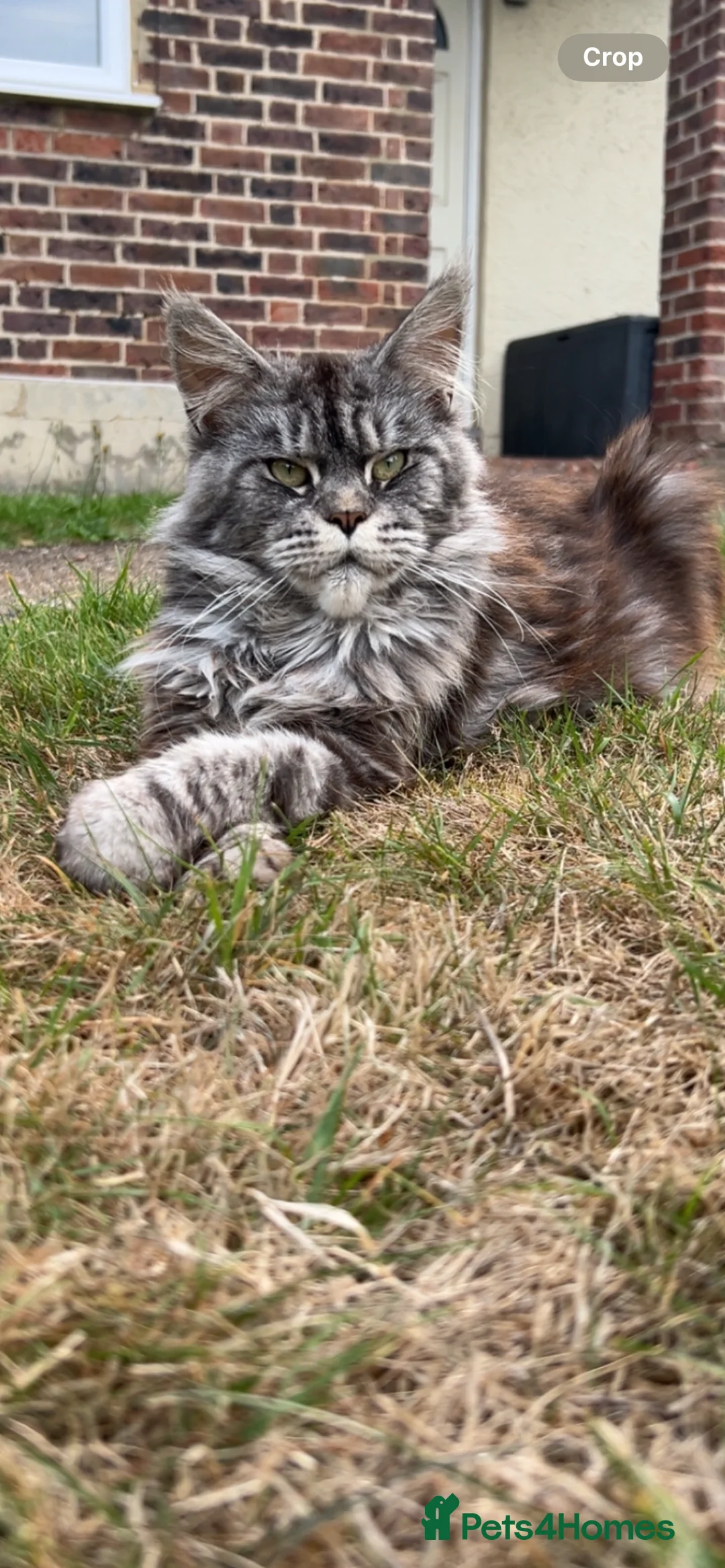 Maine Coon cats for sale: Maine Coon Kitten  - Advert 1