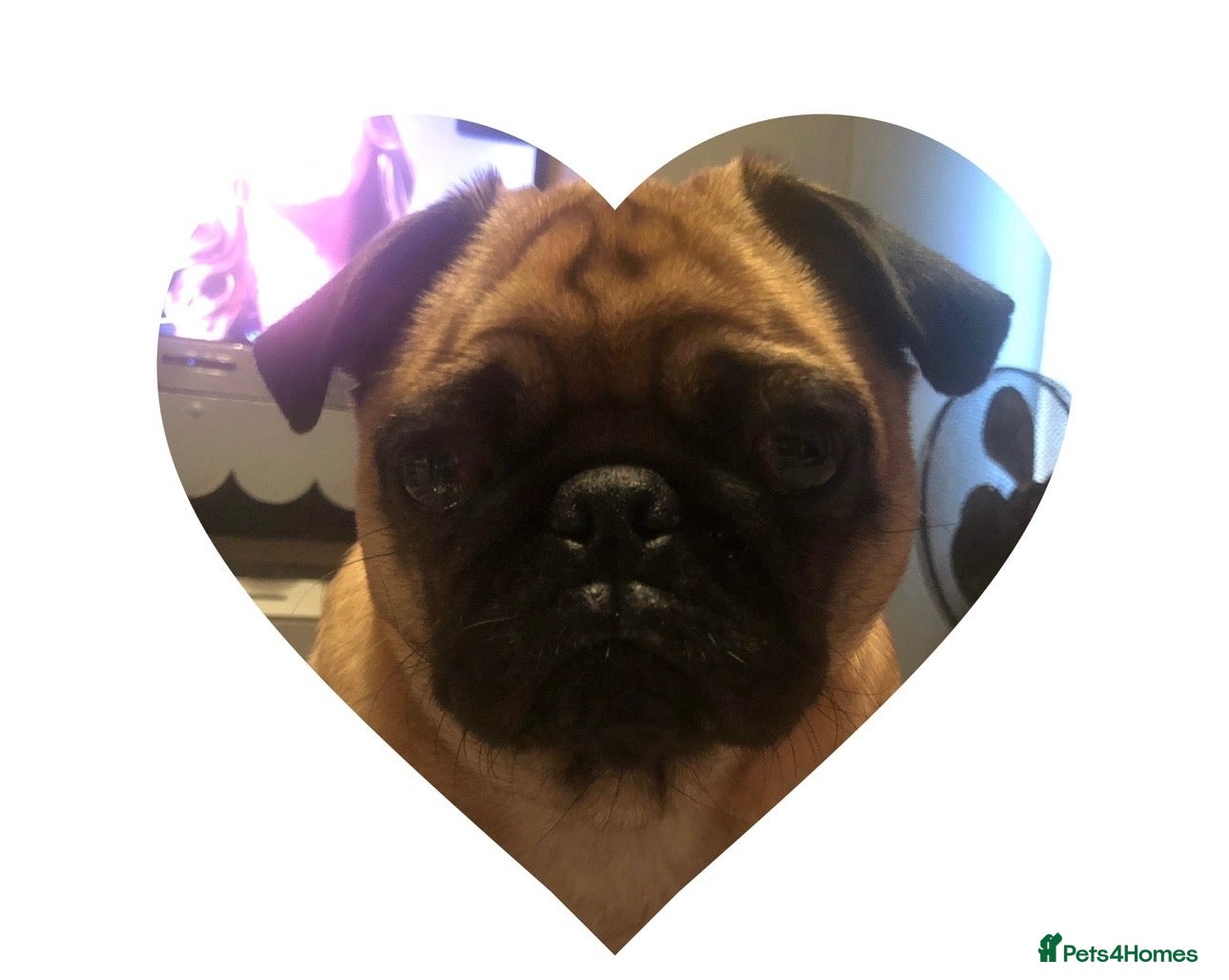 Pug dogs for sale: chunky pug puppies - Advert 1