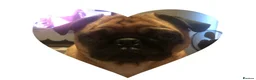 Pug dogs for sale: chunky pug puppies - Advert 2