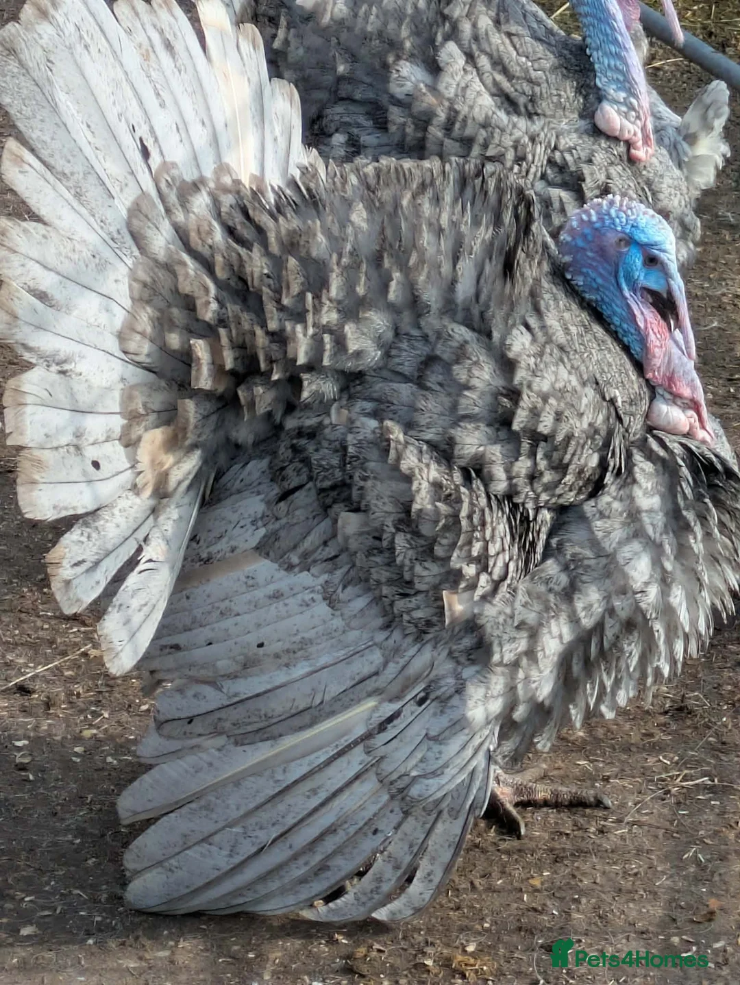 Turkeys poultry for sale: Heritage Grey Slate Turkey Stag  - Advert 2