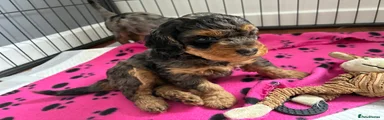 Mixed Breed 1