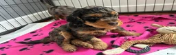 Mixed Breed dogs for sale: Beautiful litter of Cockerpoo x Caverpoo puppies - Advert 6