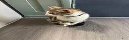 Mixed Breed cats for sale: Kittens  in Brighton - Advert 1