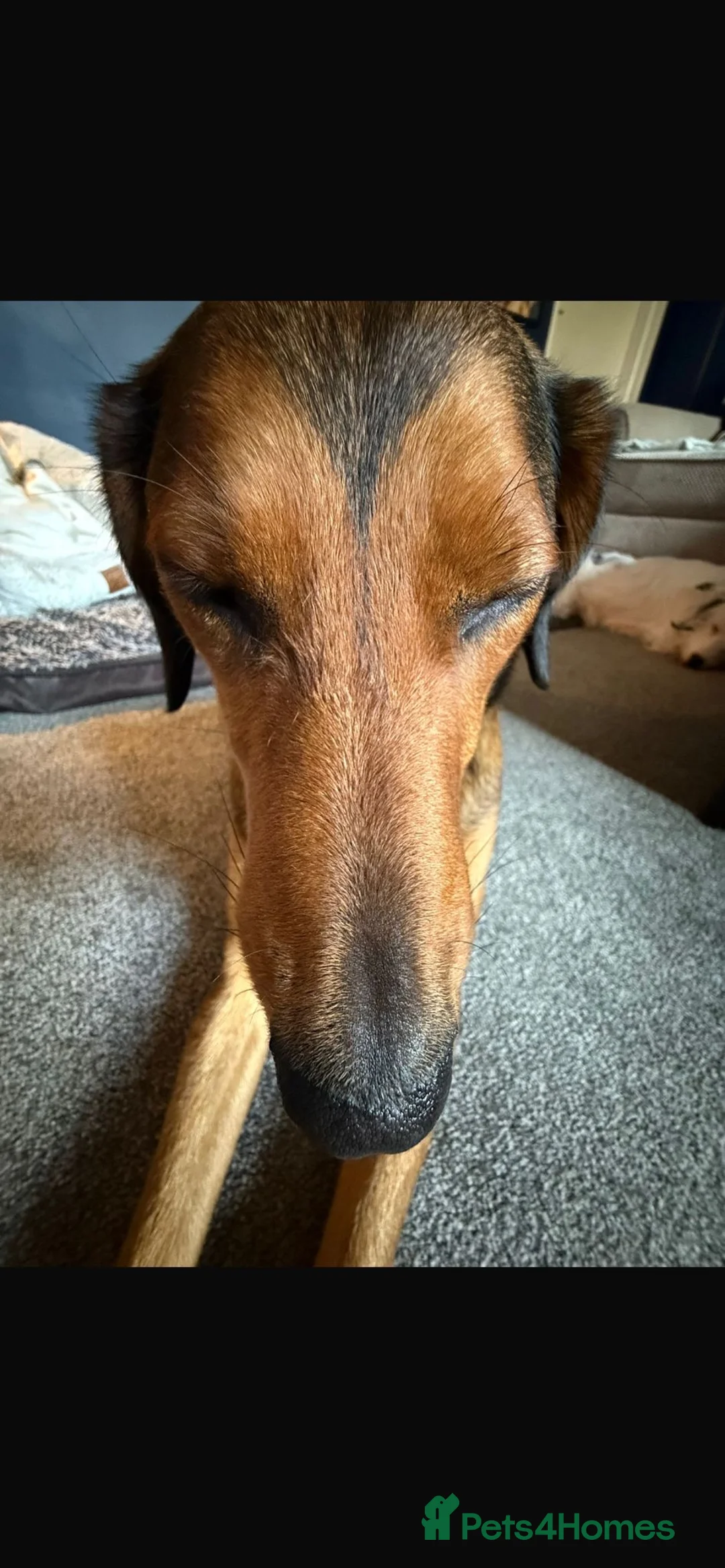 Mixed Breed dogs for sale: Dahlia needs her family - Advert 7