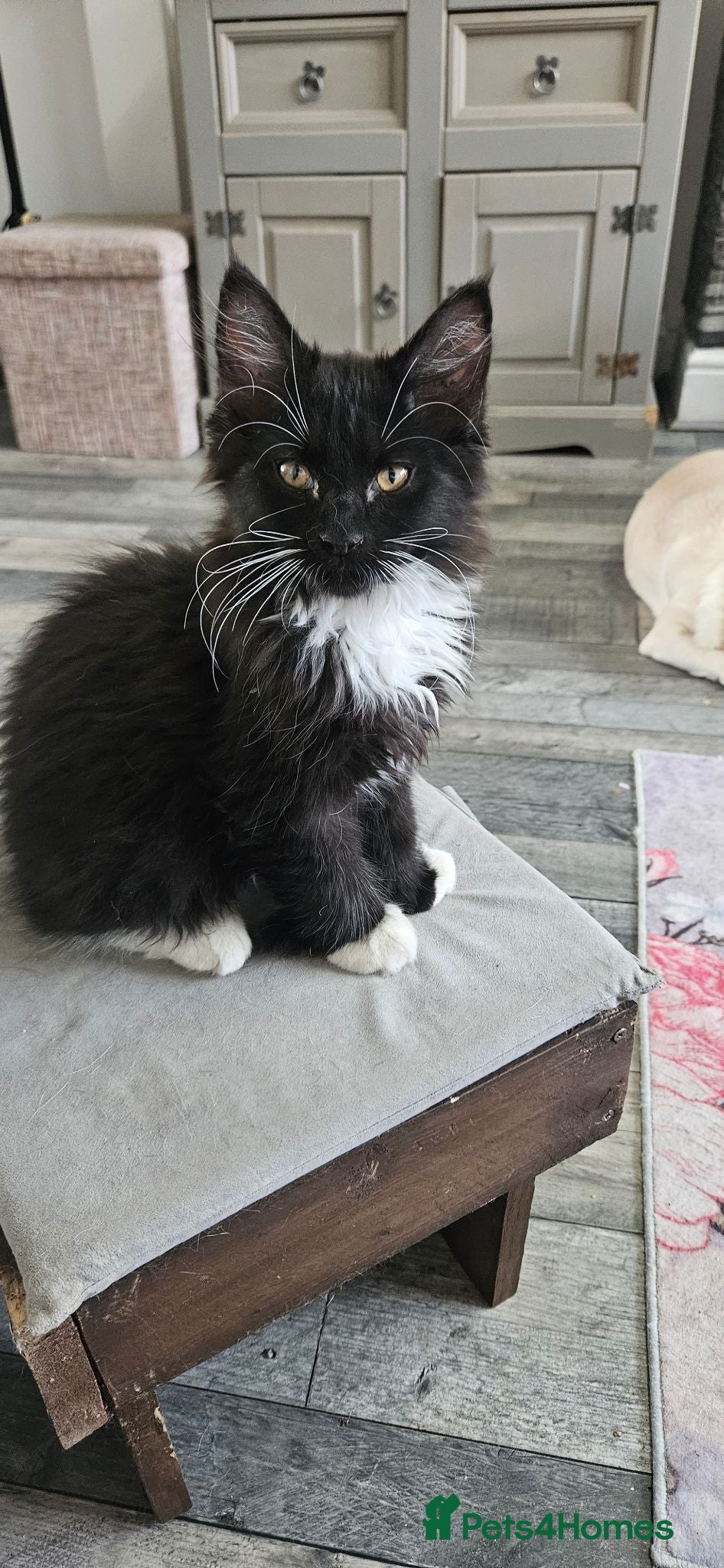 Maine Coon cats Stunning xl TICA Registered Maine coon Kittens  - Advert 1