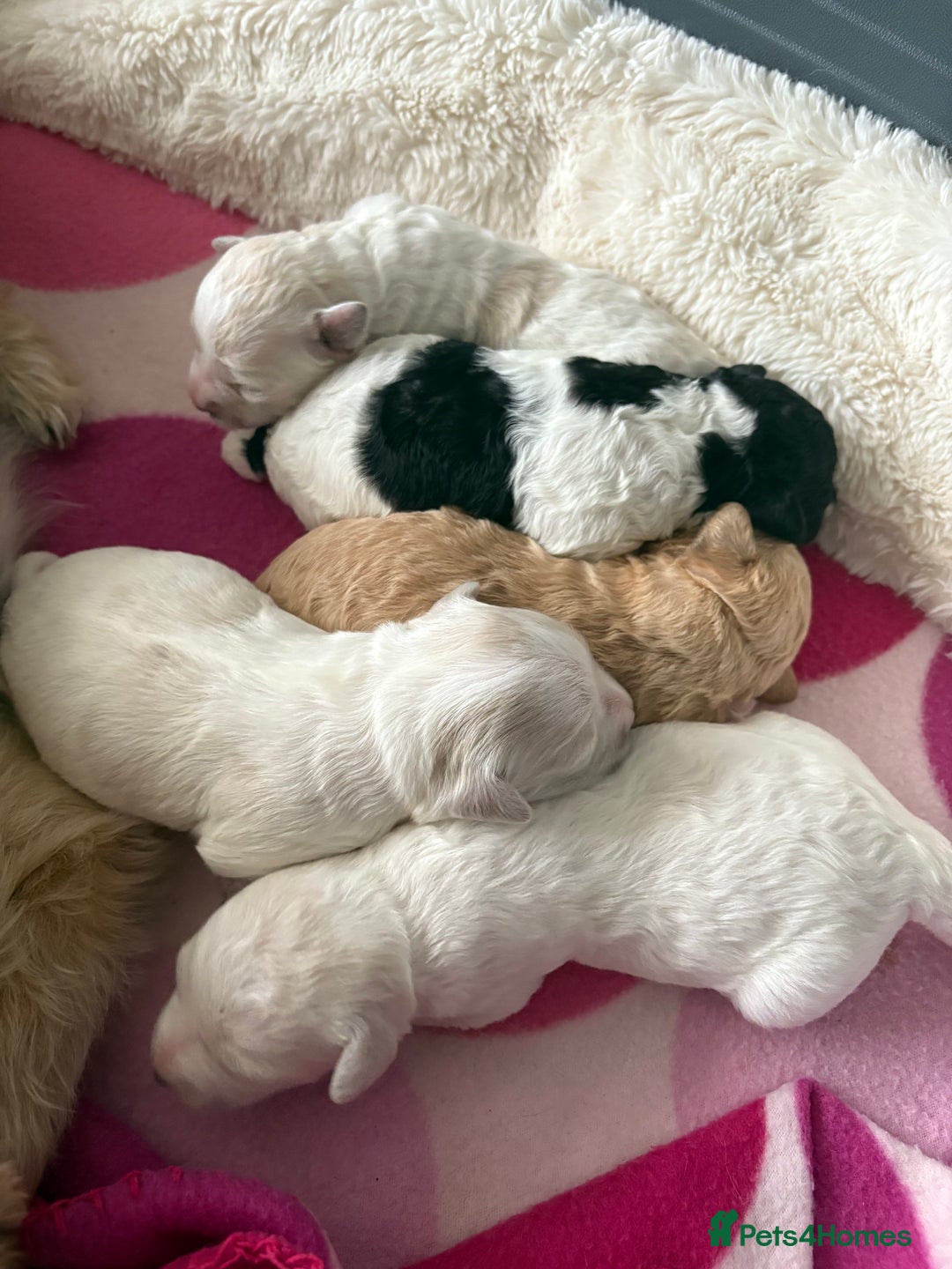 Mixed Breed dogs for sale: Yorkie bichon X bichon frise - Image 4