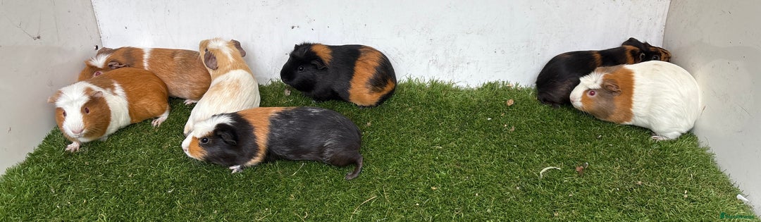 Guinea Pig rodents for sale: Female baby guinea pigs  - Advert 4