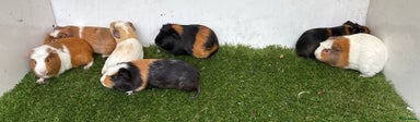 Guinea Pig rodents Female baby guinea pigs - Advert 4