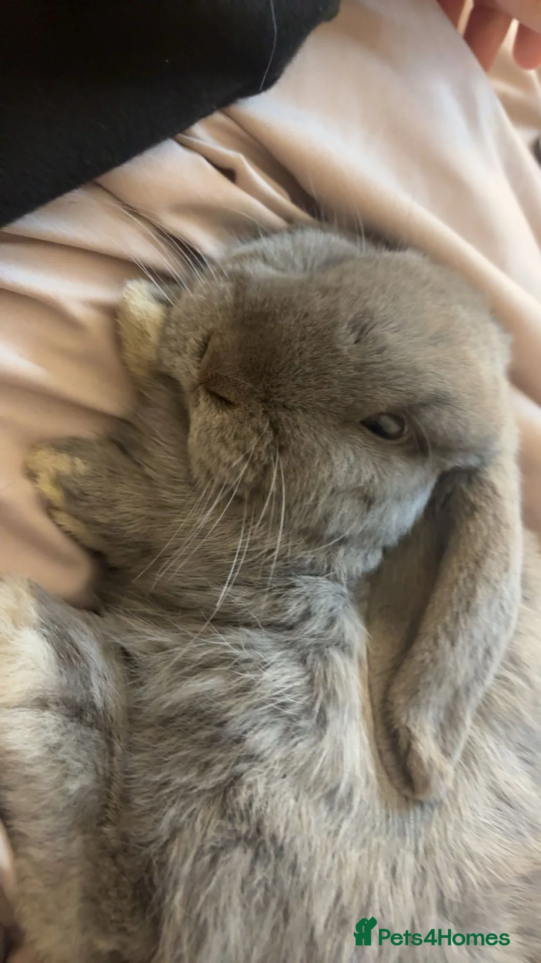Mini Lop rabbits for sale: Beautiful mini lop boy  - Advert 3