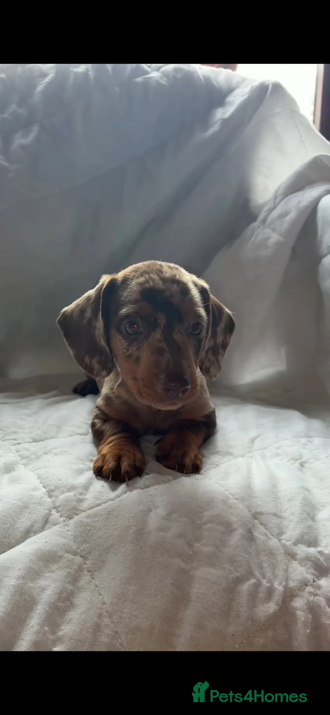 Dachshund dogs for sale: Dachshund in Gloucester - Advert 2