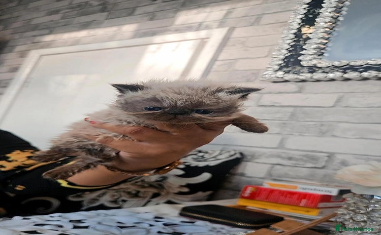 Persian cats - Advert 6