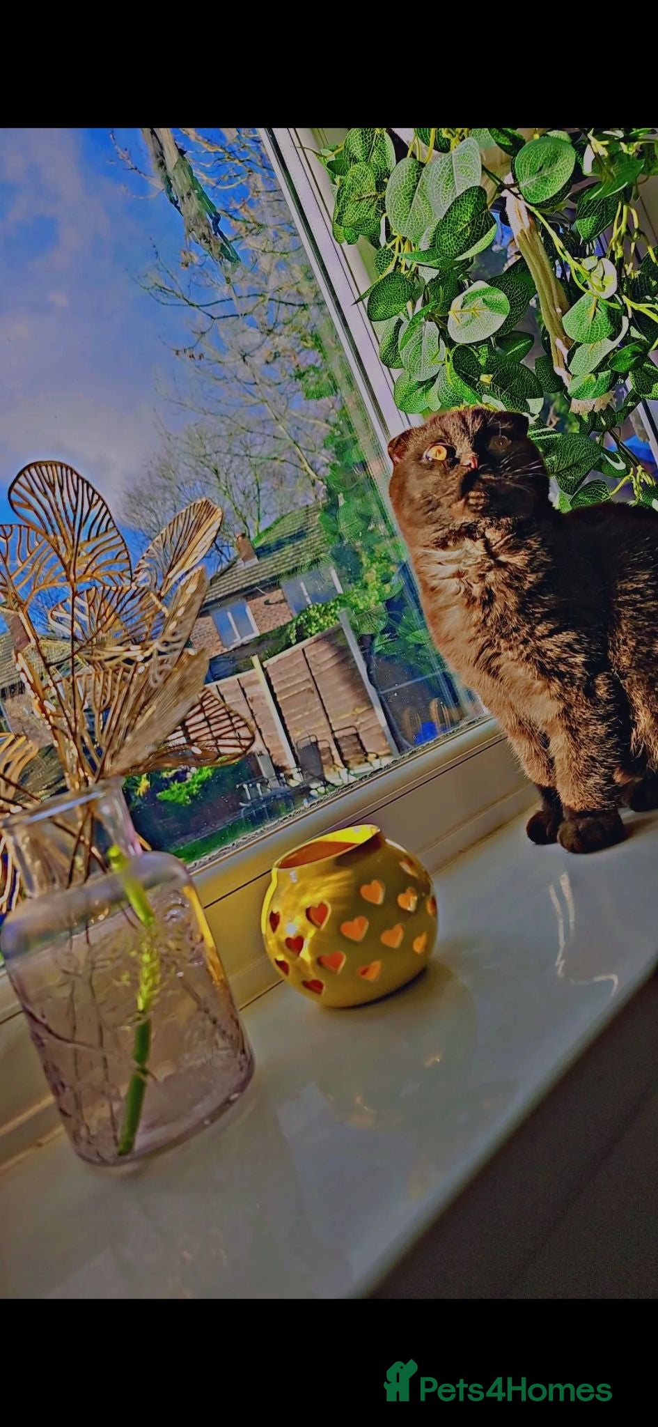 Scottish Fold cats Scottish fold adult female cat  - Advert 2