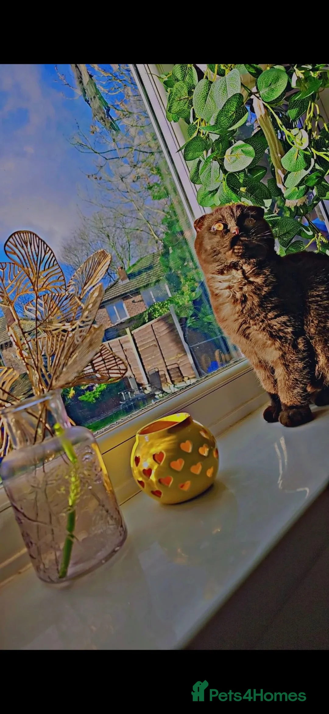 Scottish Fold cats for sale: Scottish fold adult female cat  - Advert 1