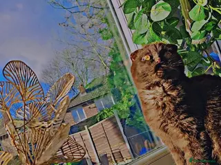 Scottish Fold cats Scottish fold adult female cat - Advert 1