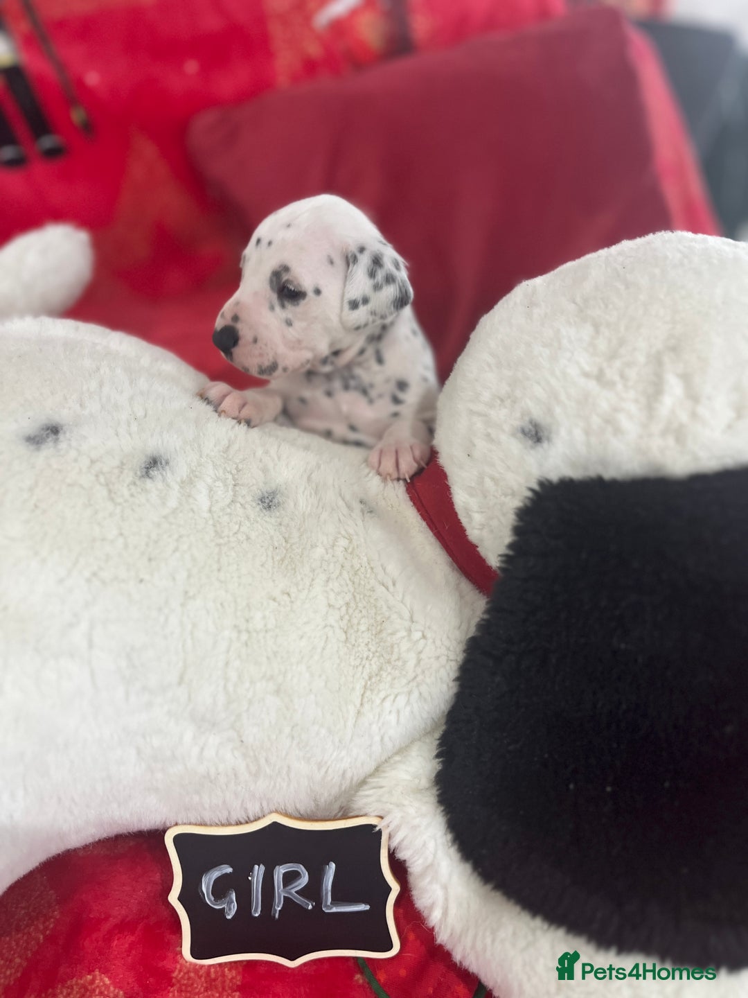 Dalmatian dogs for sale: Top quality Dalmatian puppies 5* homes  - Advert 28