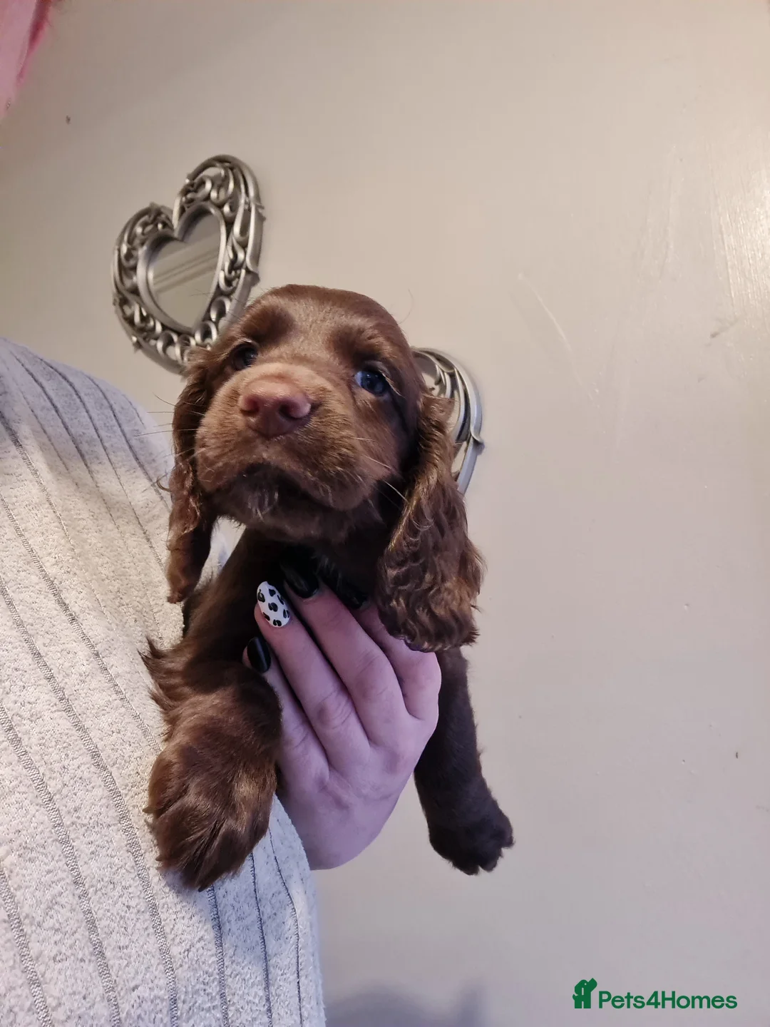 Cocker Spaniel dogs for sale: 5 Gorgeous Working Cockers - Advert 4