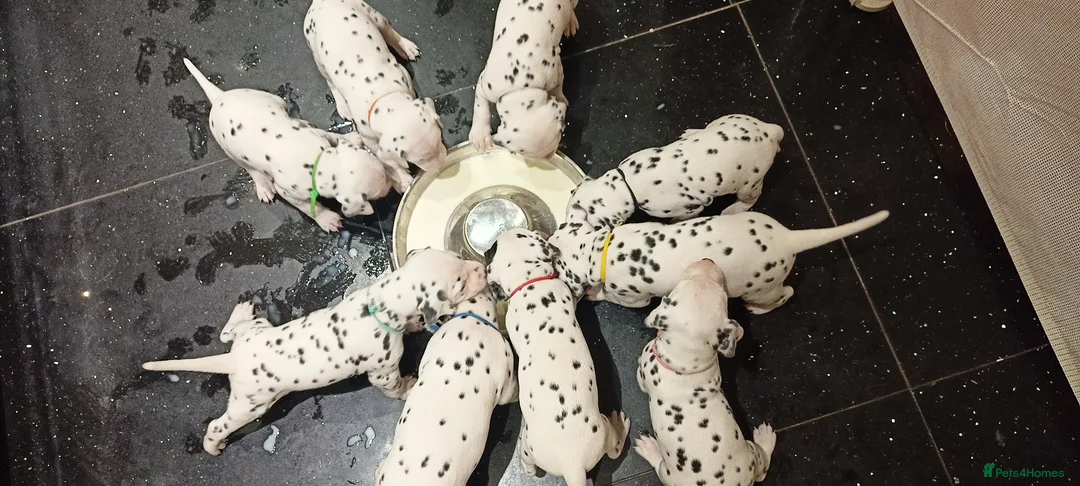 Dalmatian dogs for sale: Beautiful dalmatian puppies - Advert 14