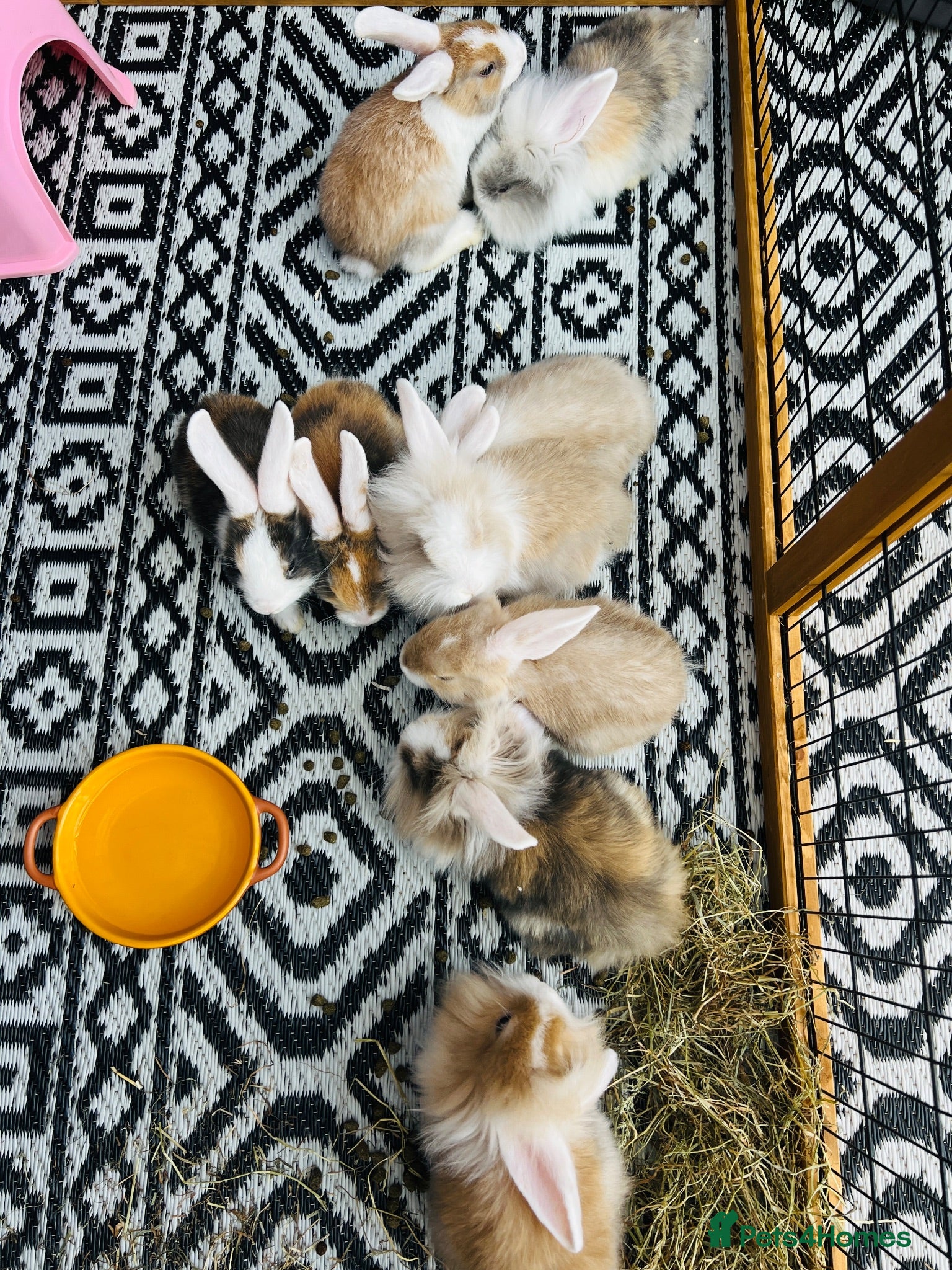 Mixed Breed rabbits Mini lops and lionhead baby rabbits - Advert 2