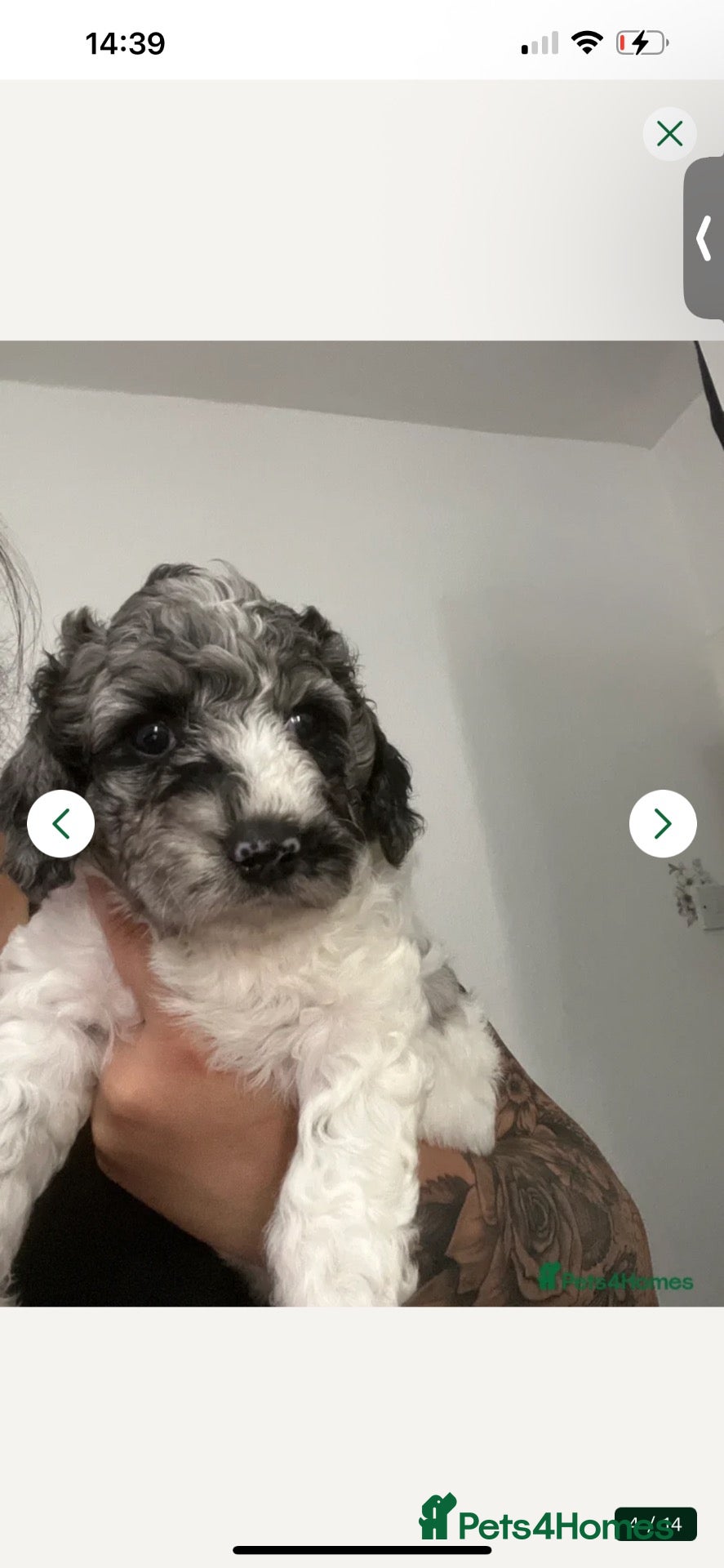 Cockapoo dogs 🐾 Beautiful Cockapoo Puppies  🐾 - Advert 1