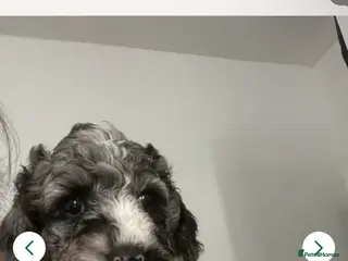 Cockapoo dogs 🐾 Beautiful Cockapoo Puppies 🐾 - Advert 1