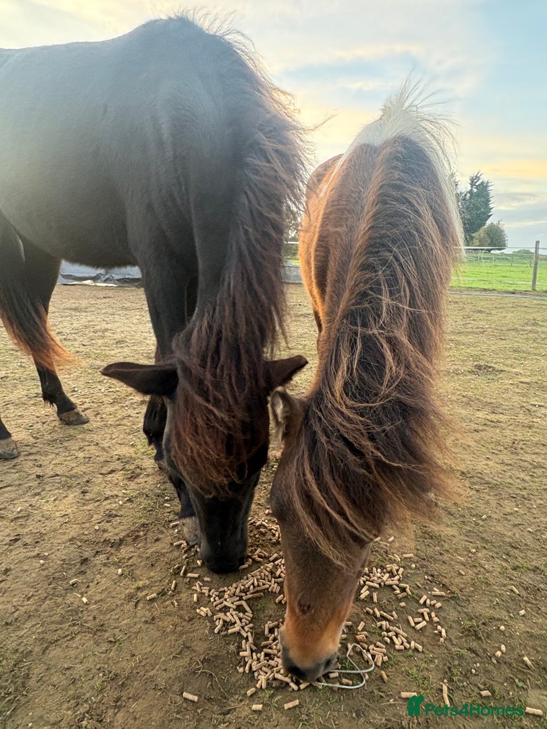 Gotland pony horses for sale: Dartmoor Hill pony  - Advert 1