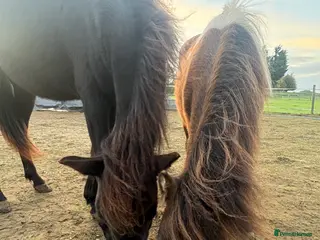 Gotland pony horses Dartmoor Hill pony - Advert 17