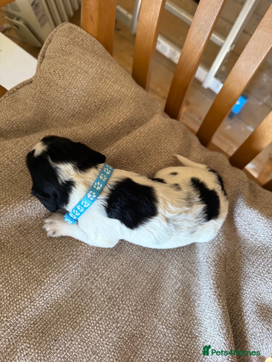 Cocker Spaniel dogs for sale: Working Cocker Spaniel Puppies  - Image 18