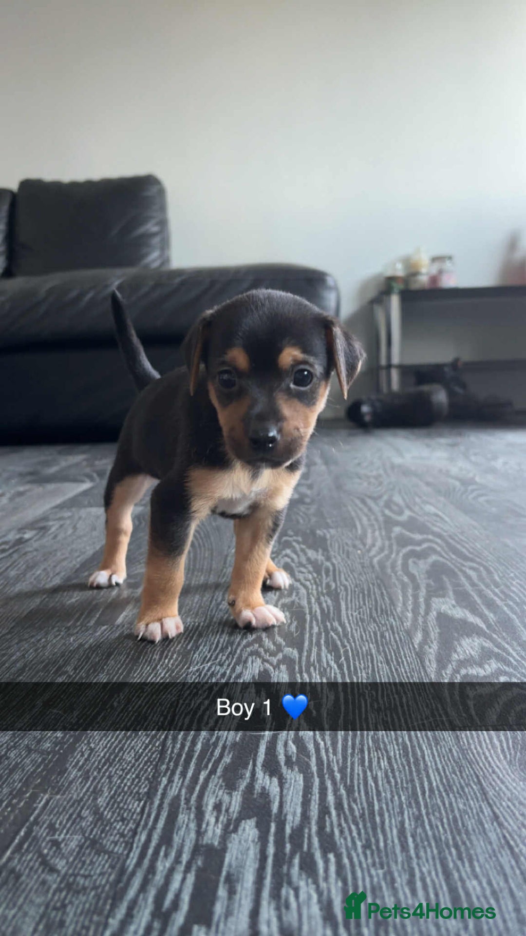 Jack Russell dogs for sale: Beautiful litter of Jack Russell pups - Image 13