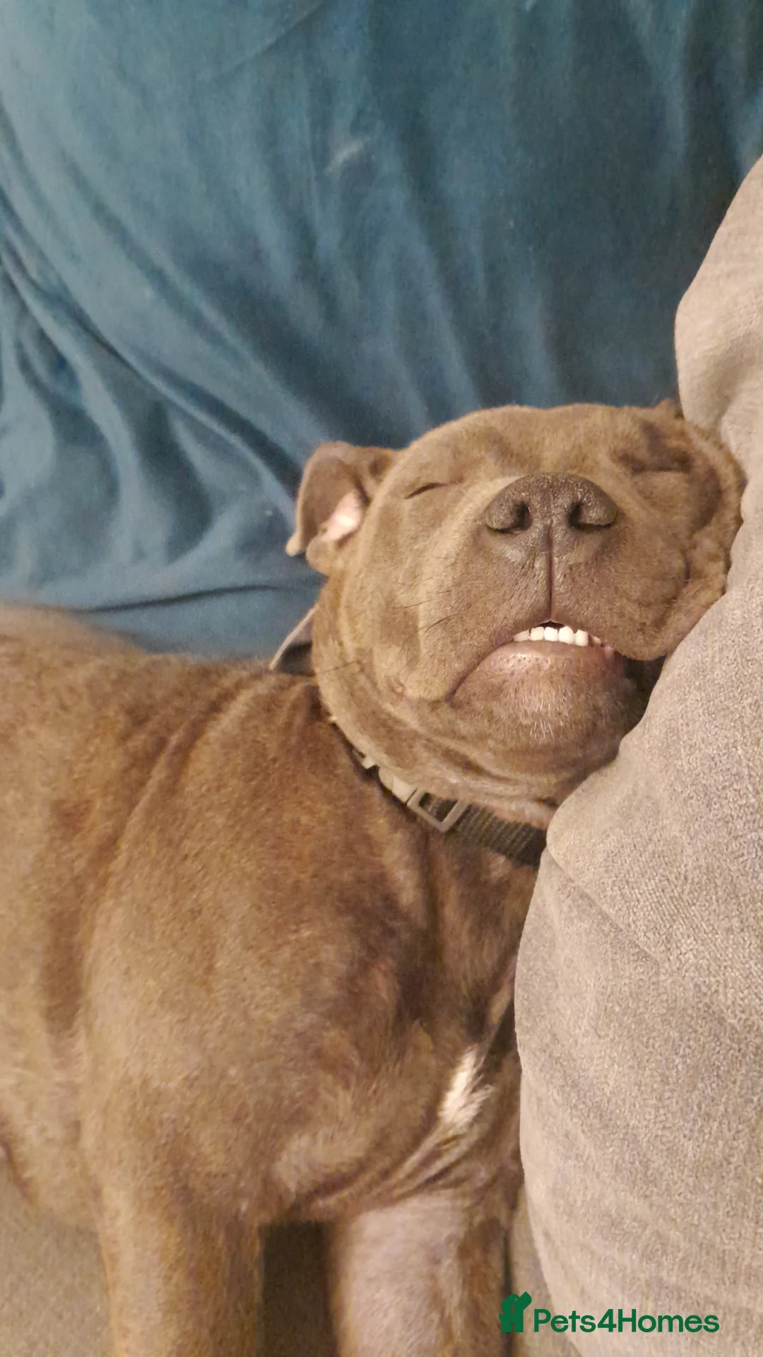 Staffordshire Bull Terrier dogs for sale: Male Blue staffy Troy - Advert 18