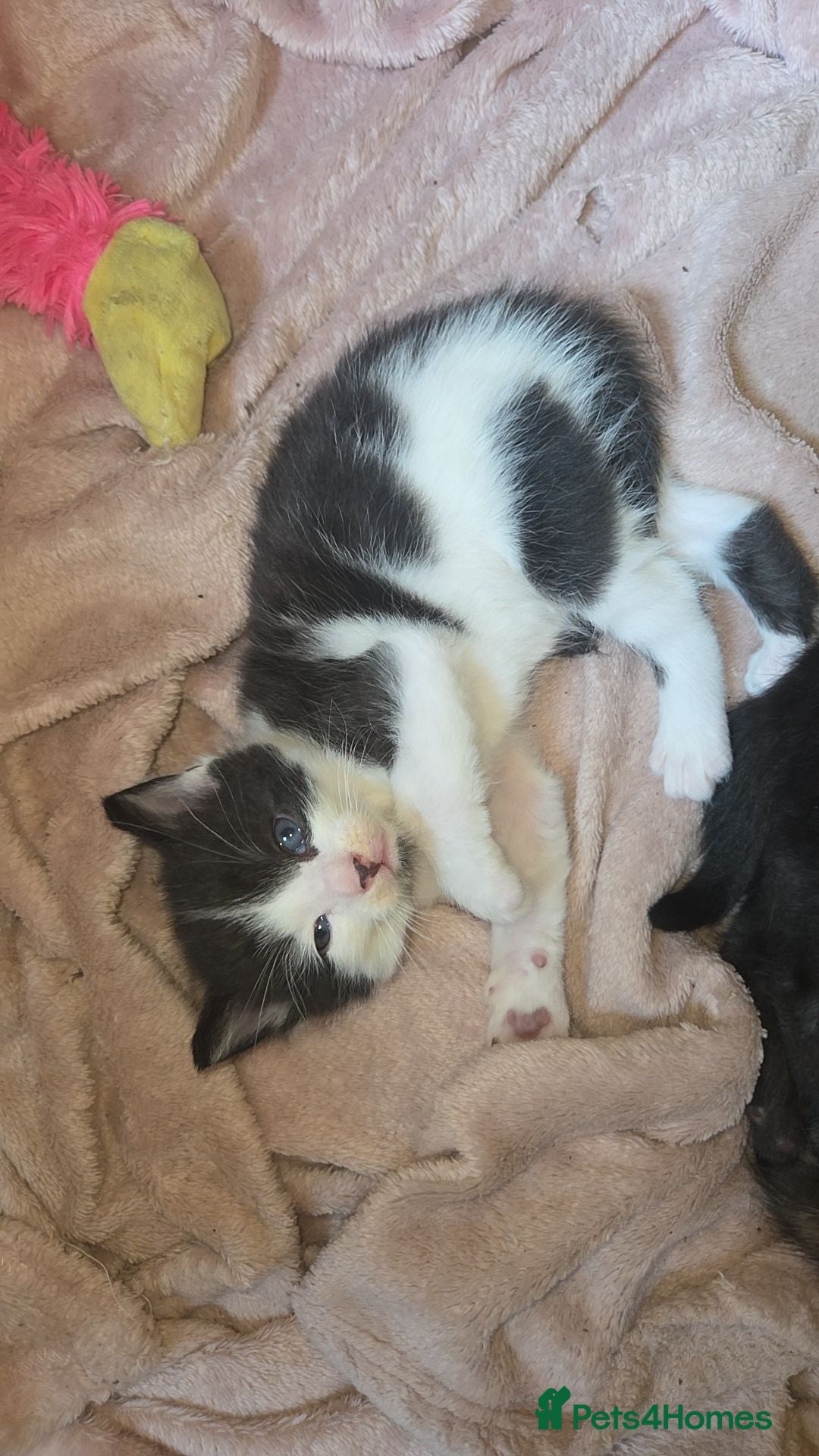 Mixed Breed cats Beautiful mixed kittens - Advert 5