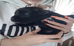 Borador dogs for sale: Borador puppies - Image 8