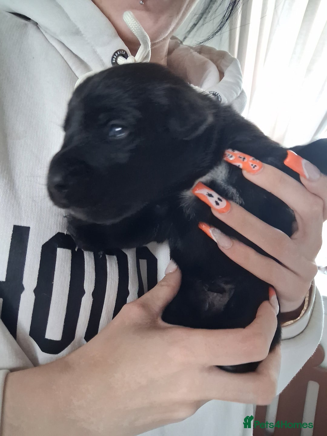 Borador dogs for sale: Borador puppies - Image 8