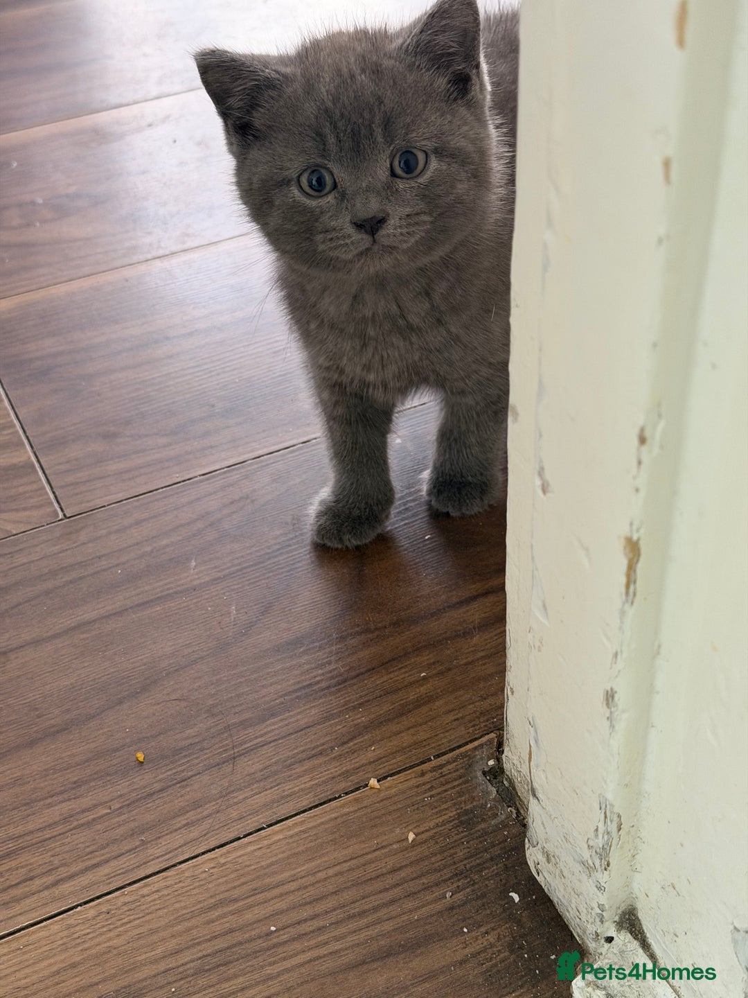 British Shorthair cats for sale:  Bargin BSH British short hair lovely kittens - Advert 3