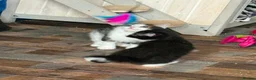 Mixed Breed cats for sale: Lovely litter of mixed short-hair  - Advert 5