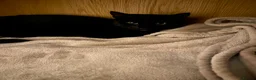 Mixed Breed cats for sale: Tux kittens - Advert 1