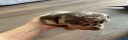 Dachshund dogs for sale: Dachshund for sale in Stourport-on-Severn - Advert 10