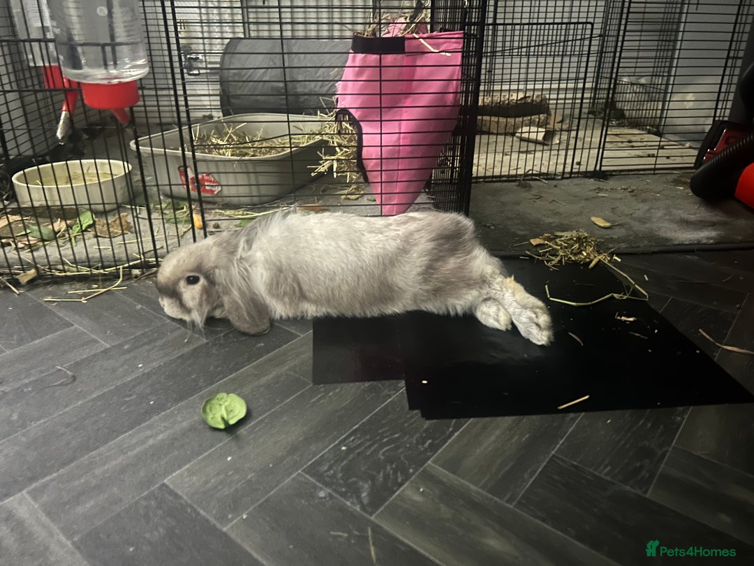 Lionhead rabbits for sale: Neutered lionhead lop rabbits - Advert 4