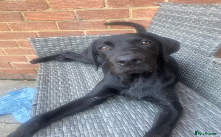 Labrador Retriever dogs - Advert 1