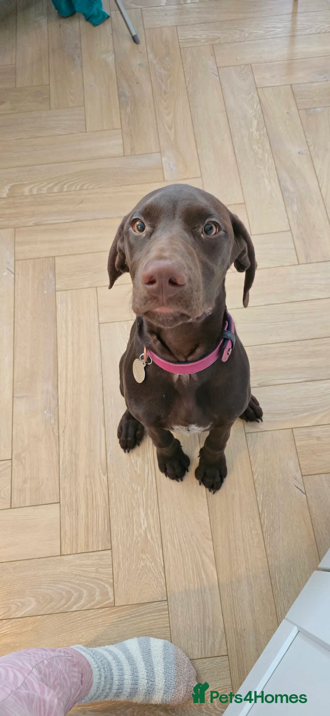 German Shorthaired Pointer dogs for sale: Rehoming our female GSP puppy, Cleo – 7 months old - Advert 5