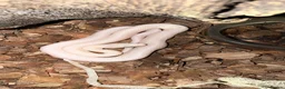 Rat Snake reptiles for sale: A pair of Blue eyed leucistic texas rat snakes - Advert 2