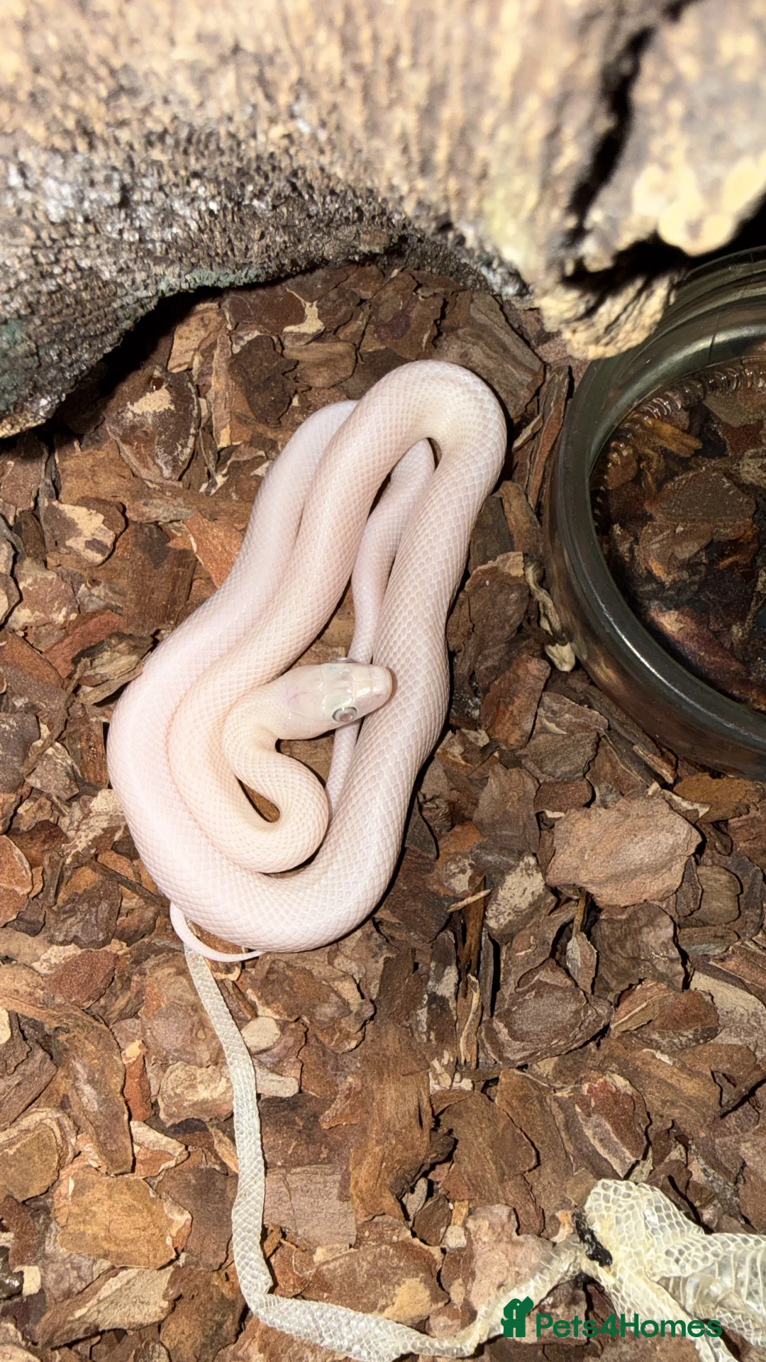 Rat Snake reptiles for sale: A pair of Blue eyed leucistic texas rat snakes - Advert 2