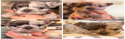 French Bulldog dogs for sale: Best in west mids.5 star full fluffy litter - Advert 7